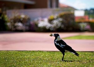 How to Get Rid of Magpies in Your Garden