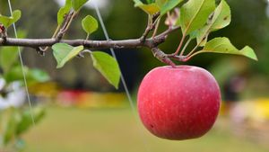 The Benefits of Bird Nets for Fruit Trees