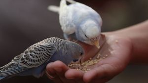 5 Simple Tips for Feeding Birds in Winter