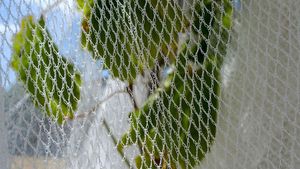 Garden Bird Netting