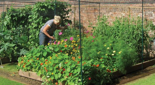 fruit cage side netting