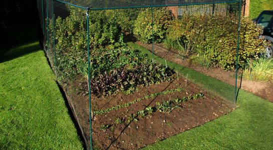 fruit cage bird netting