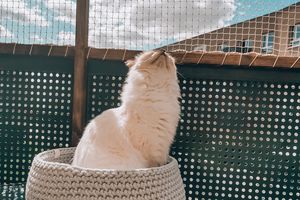 cat in front of netting
