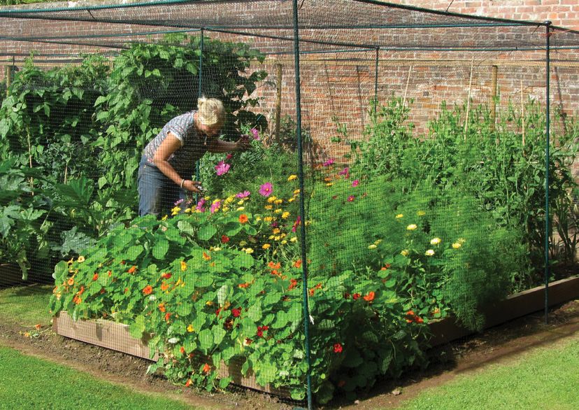 fruit cage netting