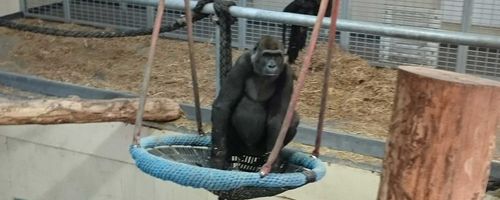 Longleat Gorilla