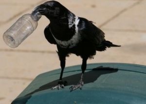 Bird pest on bin outside Warehouse