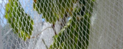 Garden Bird Netting: Protect Your Plants From Pests & Predators Garden Bird Netting