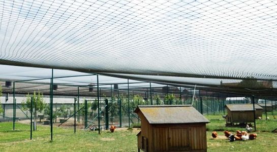 chicken netting