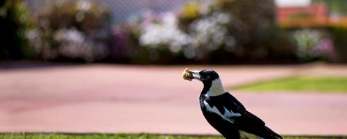 How to Get Rid of Magpies in Your Garden