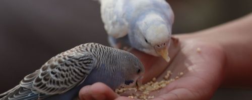 5 Simple Tips for Feeding Birds in Winter