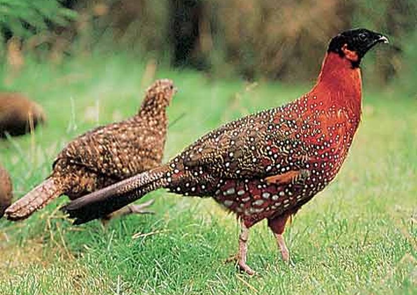 pheasant netting