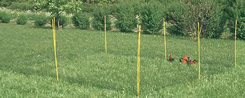 How to Build a Chicken Run That's Secure: A Step-By-Step Guide