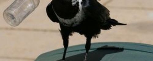 Bird pest on bin outside Warehouse