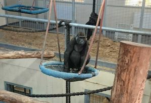 Longleat Gorilla