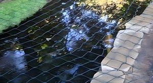 Fish pond with netting protection