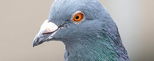 Pigeon pest control