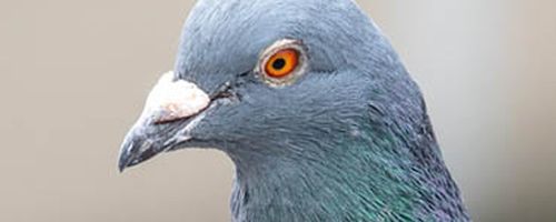 Pest Bird Control Tips From UK Pest Control Experts Pigeon pest control