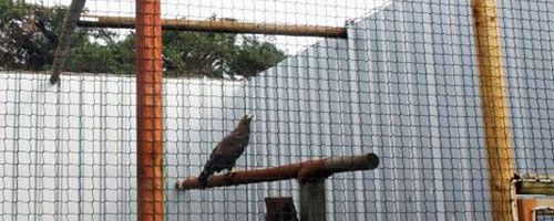 UK Bird Nesting Season: Species, Laws & Tips For Dealing With Nesting Birds