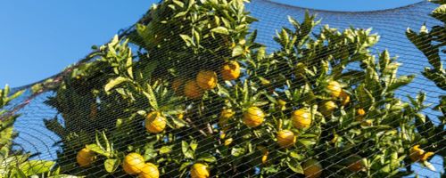 Garden Bird Netting