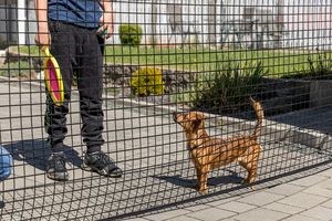 Abperrnetz in Hofeinfahrt mit Hund und Leuten hinter dem Netz