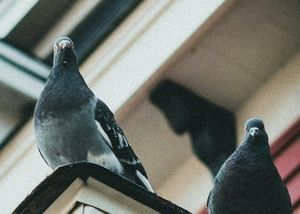 How to Bird-Proof Eaves: What You Need to Know About Protecting Your Soffits & Rooflines