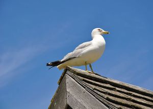 Common Pest Bird Species & How To Deal With Them