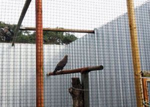 Is Bird Netting Safe? Important Information Before Installation