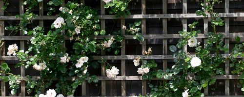 Garden Trellis Netting Tips & Tricks Garden Trellis Netting