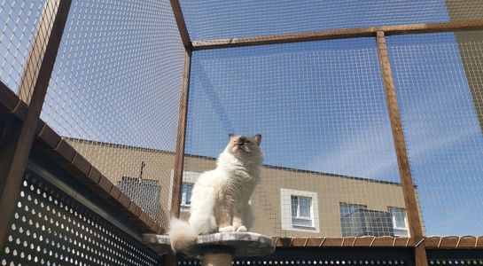 Cat netting
