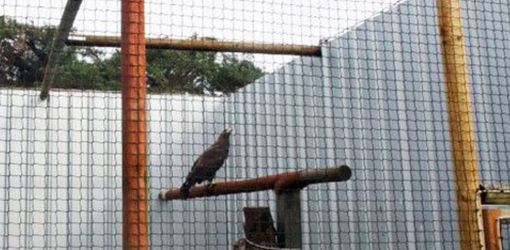Is Bird Netting Safe? Important Information Before Installation
