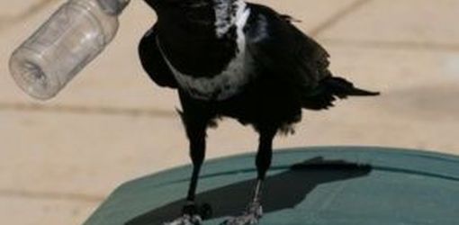 Bird pest on bin outside Warehouse