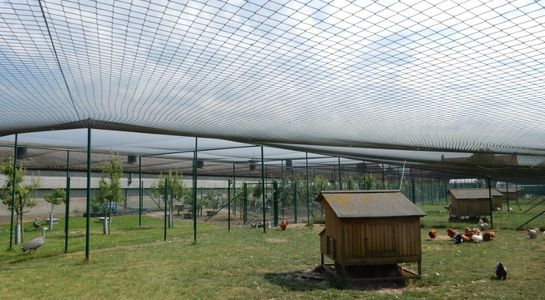 pheasant netting