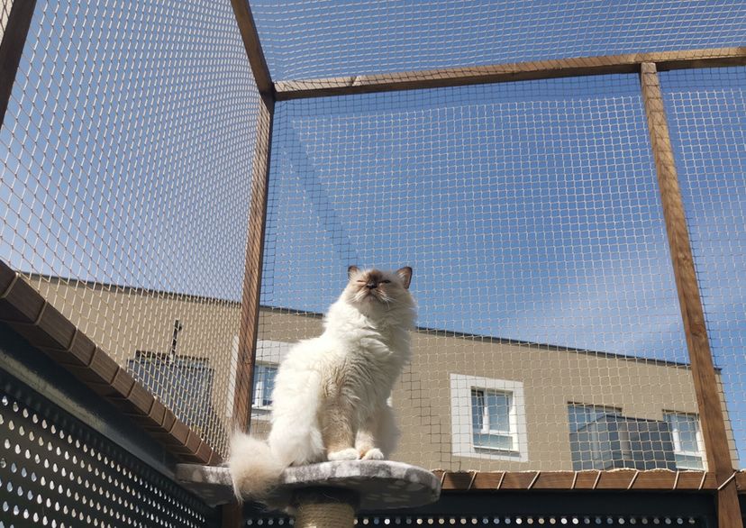 cat in front of netting