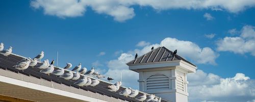 Seagulls Nesting On My Roof