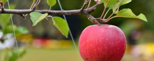The Benefits of Bird Nets for Fruit Trees