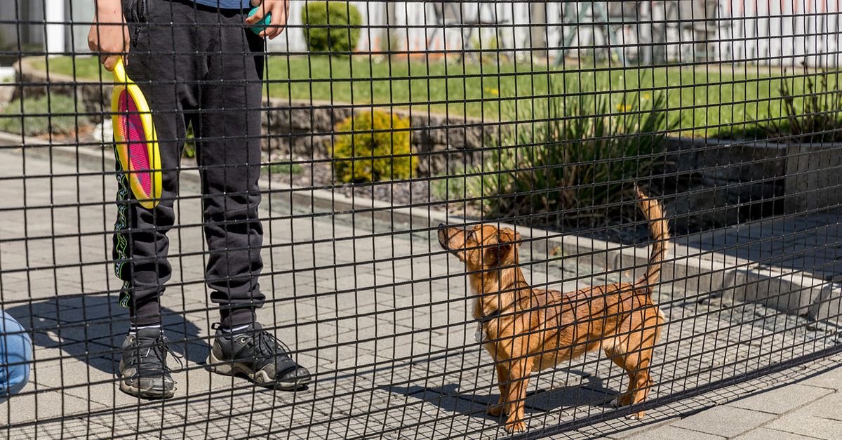 Wire Fence Ideas Best Underground Dog Fence For Large Dogs Oumilen