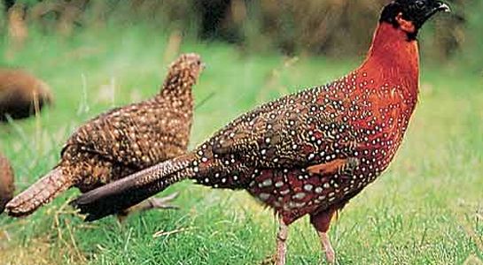 pheasant netting