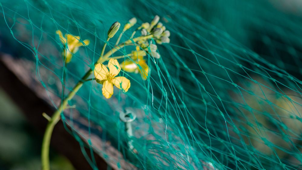 What is the Best Bird Deterrent for Your Home? Our Expert's Top 6 ...