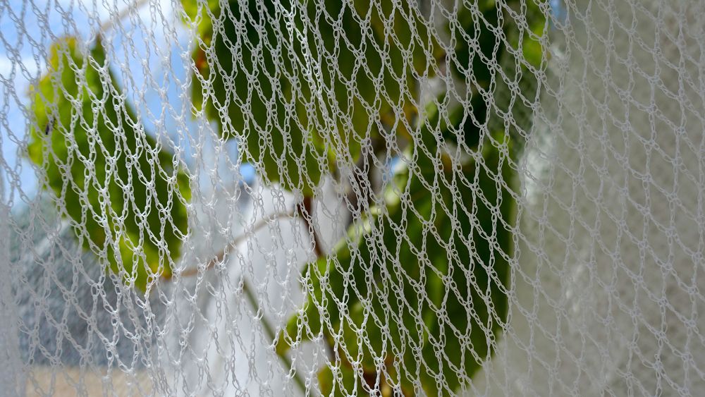 Garden Bird Netting: Protect Your Plants From Pests & Predators