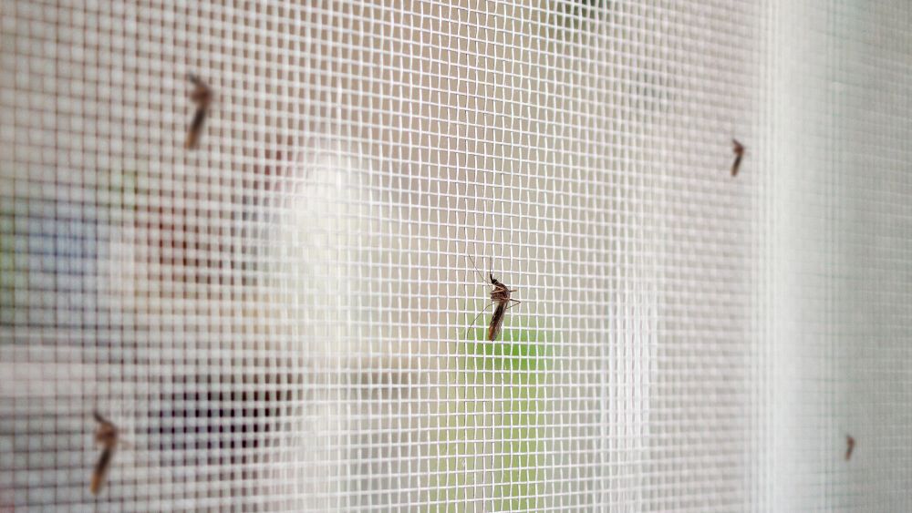 Insect Nets For Windows