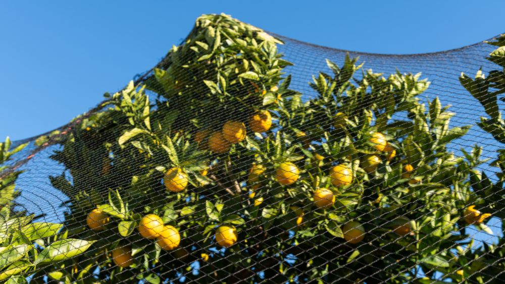 Garden Bird Netting Installation News Huck Nets Huck Huck