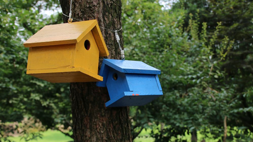 5 Simple Tips for Feeding Birds in Winter Huck Huck