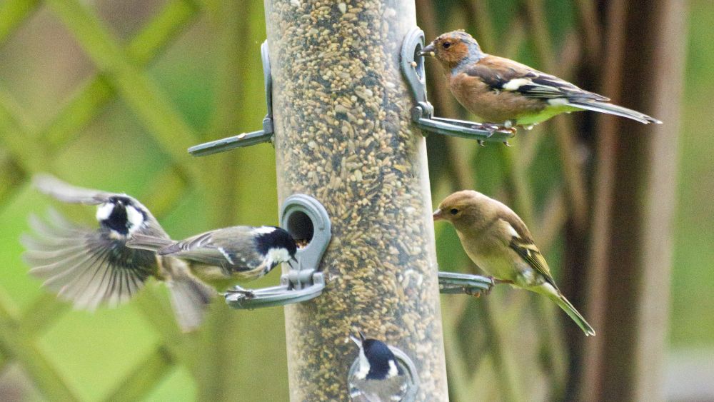 Bird Feeders