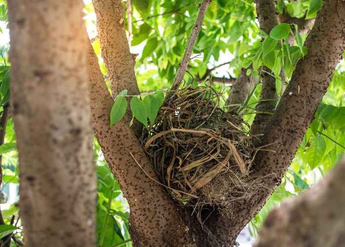 UK Bird Nesting Season Species, Laws & Tips For Dealing With Nesting