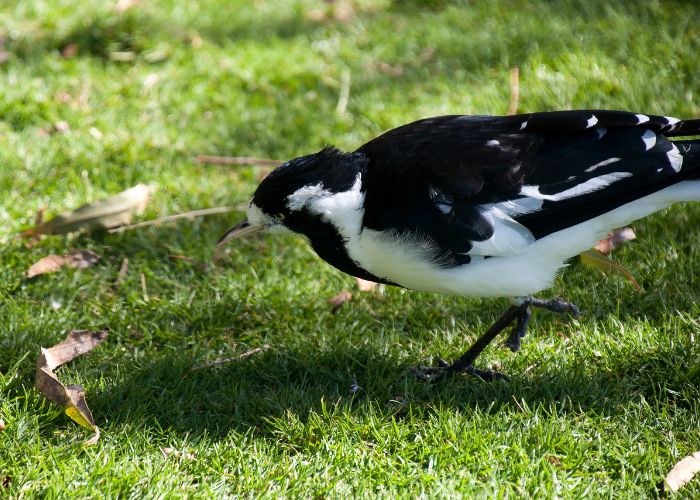 How to Get Rid of Magpies in Your Garden Huck Huck