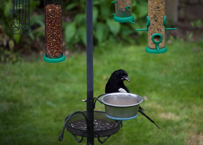 How to Get Rid of Magpies in Your Garden Huck Huck